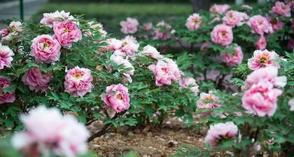 The best month for peony planting (detailed explanation of precautions and techniques for peony planting)