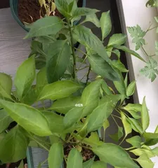 Reasons Why Chili Peppers Don't Flower (Unveiling the Mystery of Non-Flowering Chili Peppers)