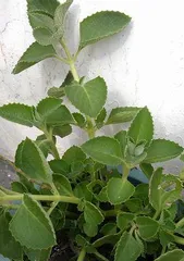Discovering the Elegant Beauty of角植物 (Types, Characteristics, and Cultivation Methods of角 Plants)