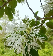 The diversity of Oleaceae plants (exploring the characteristics, classification, and applications of different Oleaceae plants)
