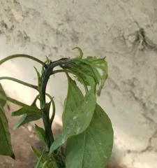 Exploration of Techniques for Controlling Pepper Pests and Diseases (Common Prevention Methods and Measures)
