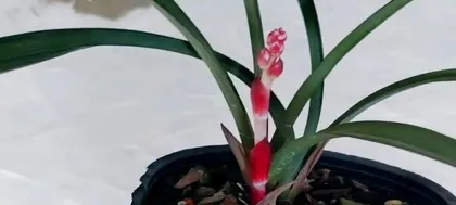 How to water orchids to make them grow fast and bloom more? ("Orchid watering")