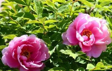 Watering Techniques for Peonies (Detailed Explanation of How to Water Scientifically to Make Peonies Bloom Unbelievably)