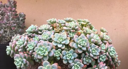 Crayon Echeveria Growing Techniques (How to Make Your Crayon Echeveria Thrive)