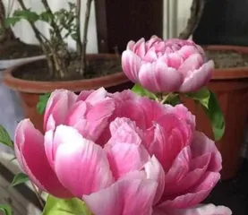 The blooming time and characteristics of peonies (how many times they bloom in a year, how to cultivate them, how to care for them)