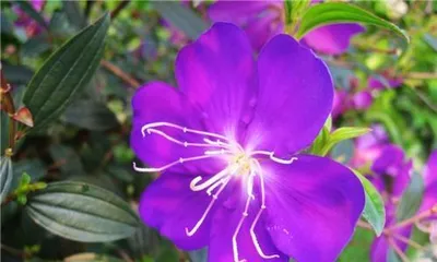 Solutions for Black Spot on Peony Leaves (Understand the Causes and Prevention Methods to Restore the Radiance of Peony Flowers)