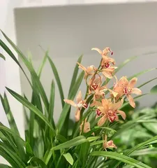 Orchid Flowering Time and Bloom Period Explanation (Exploring the Mystery of Orchid Blooming, Revealing the Duration of the Bloom Period)