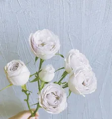 Cotton Candy Bubble Rose – A Flower Choice Combining Beauty and Practicality (Exploring the Pros and Cons of Cotton Candy Bubble Rose)