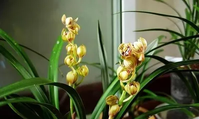 The meaning, symbolism, and connotations of orchids (What message do the fragrant orchids convey?)
