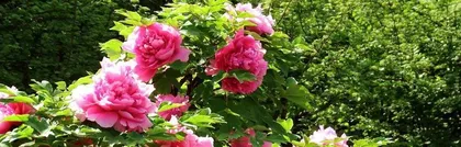 Peonies in full bloom, a colorful spectacle like a painting (Discovering the blooming time and viewing spots of peonies)