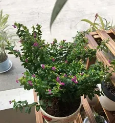 Home Improvement - Feng Shui for Snow Star (Indoor plants also have Feng Shui, what benefits do Snow Stars bring to the home?)