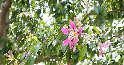 Explore the奇妙世界 of the Bignoniaceae trees (From blooming to propagation, uncovering the colorful life of the Bignoniaceae trees)