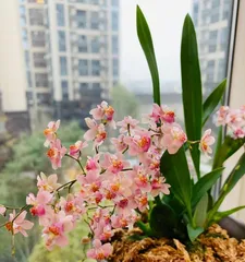 Methods and Key Points of Phalaenopsis Flowering Season Management (Master the Key Techniques to Make Phalaenopsis Flowering More Perfect)