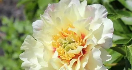 The application method of fertilizer for peonies (choosing suitable fertilizer to make peonies more beautiful)