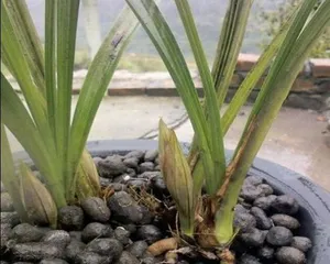 How to Make and Use Fertilizer Suitable for Orchids (The Right Fertilizer for Healthy Orchid Growth)