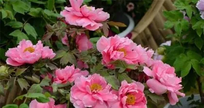 An Analysis of the Sun Sensitivity of Peonies (Why do peonies fear the sun? How to avoid sun damage?)