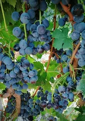 Explore the nutritional value and benefits of blueberries and grapes (Analyze the effects of blueberries and grapes to help you easily achieve a healthy body)