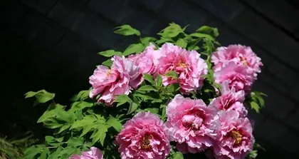 How to Plant Beautiful Peonies in the Garden (Choosing the Right Location and Soil, Creating a Conducive Growing Environment)