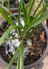 Basic Techniques for Growing Orchids (Master Watering Methods to Keep Orchids Healthy and Thriving)