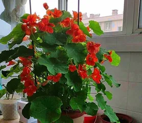 Analysis of the Feng Shui Effects of Gold Coin Plant (Essential Houseplant for Home Feng Shui, The Relationship Between Gold Coin Plant Cultivation and Feng Shui)