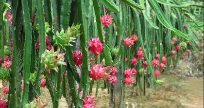 Grow dragon fruit to make your home more beautiful (Create your own dragon fruit planting garden and experience the fun of DIY planting)