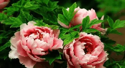 The blooming time of peonies (Unveiling the mystery of peony's full bloom)