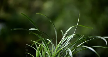 Orchid Watering Tips (Master the Amount, Timing, and Method to Help Orchids Grow Healthily)