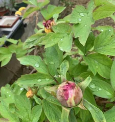 Can peonies bloom in winter? (Exploring the possibility of peonies flowering in winter)