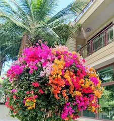 The Art of Elderly Flower Keeping (What Kind of Flowers Are Suitable for the Elderly?)