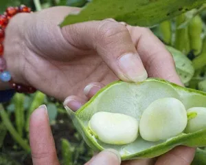 Selection of Planting Time for Orchid Beans (Which Season is Best for Planting Orchid Beans?)