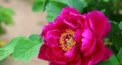 A Complete Guide to Growing Peonies (Methods, Precautions, Detailed Breeding Techniques)