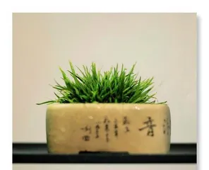 The Feng Shui effects of growing calamus at home (prosperity and wealth, warding off evil and neutralizing煞)