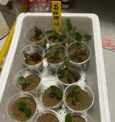 Analysis of the Best Time for Blueberry Cutting (Master Blueberry Cultivation Techniques to Improve Survival Rate)