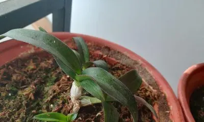 Winter Orchid Survival Guide (Tips to Keep Orchids Warm Through Winter)
