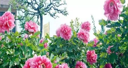 Is the fragrance of peonies toxic? (Revealing the truth about the fragrance of peonies and understanding its safety)