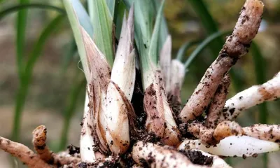 Methods and Precautions for Growing Lilies (Creating a Beautiful Garden, Starts Here)