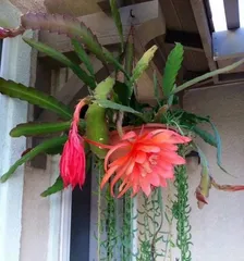 Why can't cacti be kept at home? (Hazards of keeping cacti and recommended alternative plants)