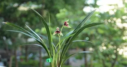 Discover the mysteries of orchid growth (comprehensive analysis of the orchid growth process from planting to blooming)