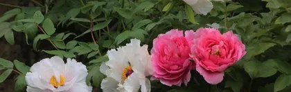 The growth habits and environmental conditions of peony plants (Understanding the growth habits of peonies to create an excellent growing environment)