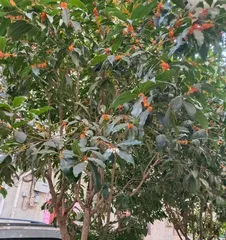 How to grow Osmanthus at home? (Create your own Osmanthus garden and enjoy a life filled with fragrance)