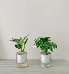 The Best Green Plant Choices for a Boss's Office (Creating a Comfortable and Welcoming Office Environment)