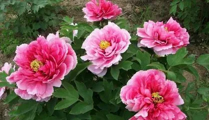 Explore the growth environment and local conditions of peonies (understanding the natural habitat and planting requirements of peonies)