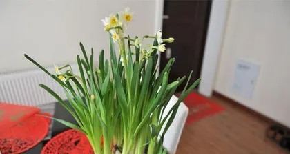 Why can't narcissus be kept at home (understanding the characteristics of narcissus and its impact on the family)