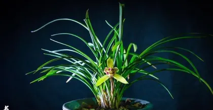 The Language and Symbolism of Orchids (Exploring the Beauty and Wisdom of Orchids)