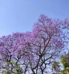 Understand the growth environment conditions and characteristics of theJacaranda (Explore the ecological habits and cultivation techniques of theJacaranda)