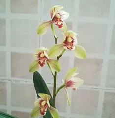 The blooming period and growth characteristics of orchids (from spring to autumn, understanding the flowering time and growth habits of orchids)
