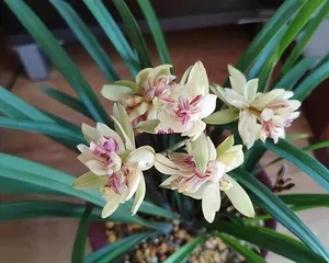 The Secret of Orchid Feng Shui—Bringing Good Luck to Your Home (From Placement to Symbolism, Learn How to Enhance Your Living Space's Feng Shui Energy)