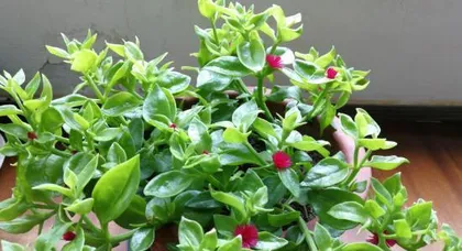 The watering cycle of peonies (how to water scientifically to keep peonies healthier)
