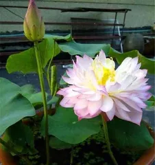Why can't lotuses be kept at home? (The special requirements and impact of lotuses)