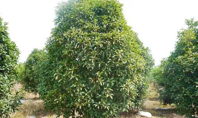 Growing Osmanthus at Home! How to Plant and Care for an Osmanthus Tree